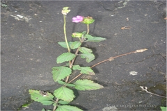 Lantana indica